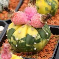 joy-s-garden-tanaman-hias-dan-langka-yang-banyak-peminatnya