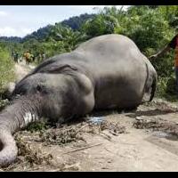let-elephants-be-elephants-ayoo-bantu-selamatkan-gajah-dari-perburuan-gading