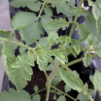 vegetable-lovers---official-thread---part-3