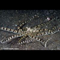 selat-lembeh-one-of-the-greatest-dive-sites-in-the-world