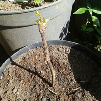 kampung-anggur----part-2