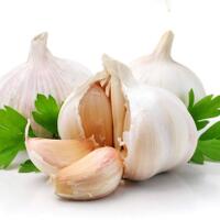 tested-2x1-meter-tinggi-30cm-menghasilkan-3kg-garlic