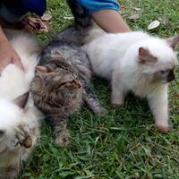 cat-lovers-kaskus-read-page-1-first---part-4