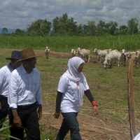 waduh-sapi-jokowi-juga-dari-australi-jangan-menghujat-siapa-siapa-ya