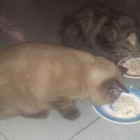 973397339619958095809658persian-cats-lover-organization966895809580961997339733