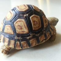 93787769378776937-all-about-tortoise-93787769378776937---part-3