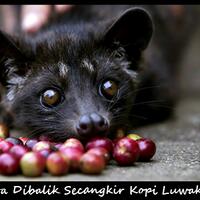 rahasia-dibalik-secangkir-kopi-luwak