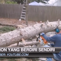 video-pohon-aneh-yang-bisa-berdiri-sendiri-abis-dipotong