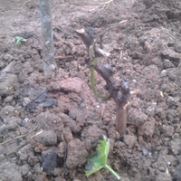 kampung-anggur----part-2