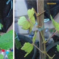 kampung-anggur----part-2