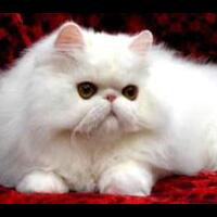 kucing-persia-sejarah-kucing-persia-persian-cat