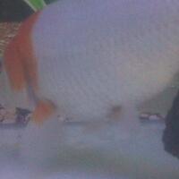 forum-koi-kaskus-part-5-semua-tentang-koi-masuk-kesini