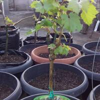 kampung-anggur----part-2