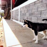 new-siberian-husky-lovers---read-page-1-for-update---part-2