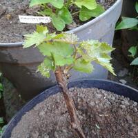 kampung-anggur----part-2