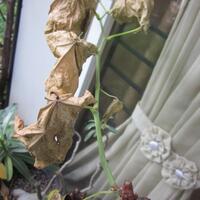 kampung-anggur----part-2