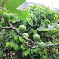 pohon-tin-pohon-ara-buah-tinbuah-ara-untuk-cancer-dan-collesterol-tinggi---part-2