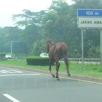 tol-jagorawi-bisa-untuk-balapan-kuda-gan