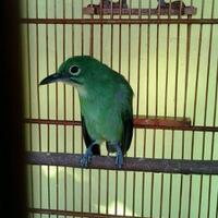 mengenal-sexing-jenis-burung