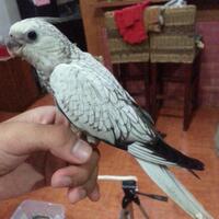 8776877698299829-penggemar-cockatiel---falck---parkit-australi-9829982987768776