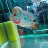 new-all-about-louhan