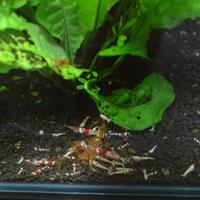 all-about-shrimp-red-cherry-red-bee-black-bee-neocaridina-caridina-dll