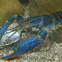 lobster-air-tawar-bisnis-yg-cukup-menggiurkan-gan