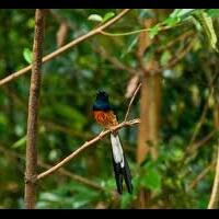 jenis-burung-di-indonesia-kategori-terancam-punah