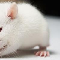 kenapa-dalam-percobaan-medis-tikus-sering-menjadi-media-percobaan