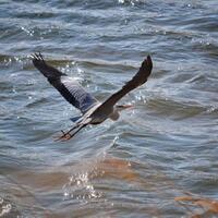 fotografi-yang-tidak-murni-lagi