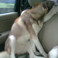 new-siberian-husky-lovers---read-page-1-for-update---part-2