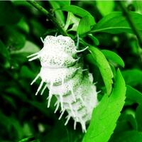 11-ulat-bulu-paling-berbahaya-di-dunia