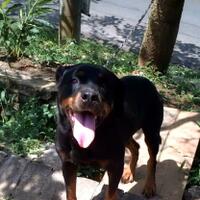 rottweiler-owners-and-lovers