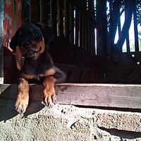 rottweiler-owners-and-lovers
