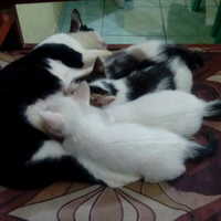 kucing-lokal-domestik-kampung