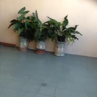 share--diskusi-dunia-semut-rangrang--budidayanya