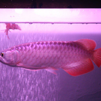 arowana--new-thread