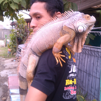 iguana-lovers