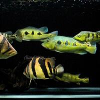 peacock-bass-reloaded-cream---part-1