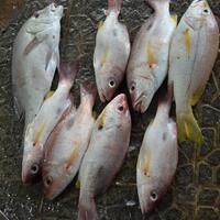 kfc-reg-solo---part-3