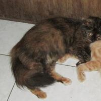 kucing-hilang-mohon-bantuan-penerawangan
