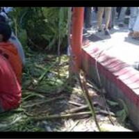 5-tanaman-langka-rusak-berat-akibat-event-bagi-bagi-es-krim