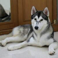 new-siberian-husky-lovers---read-page-1-for-update---part-2