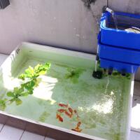 semua-tentang-kolam-ikan