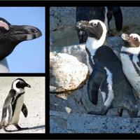penguin-afrika-kini-ada-di-yogyakarta