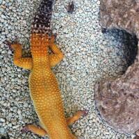 9788new-ask-about-leopard-gecko9788