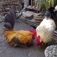 yuk-berbagi-cerita-bersama-hewan-kesayangan