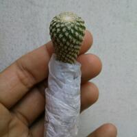 joy-s-garden-tanaman-hias-dan-langka-yang-banyak-peminatnya