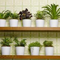 dilarang-bikin-thread-baru-mau-tanya-tentang-tanaman-masuk-sini-saja