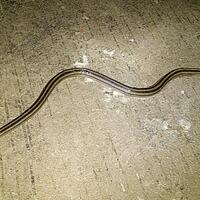 ular-apa-ini-gan-masuk-rumah-ane